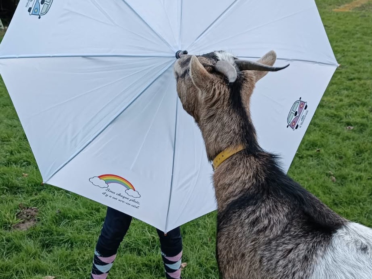 Rosie la chèvre devant un parapluie personnalisé du Bloemstraete
