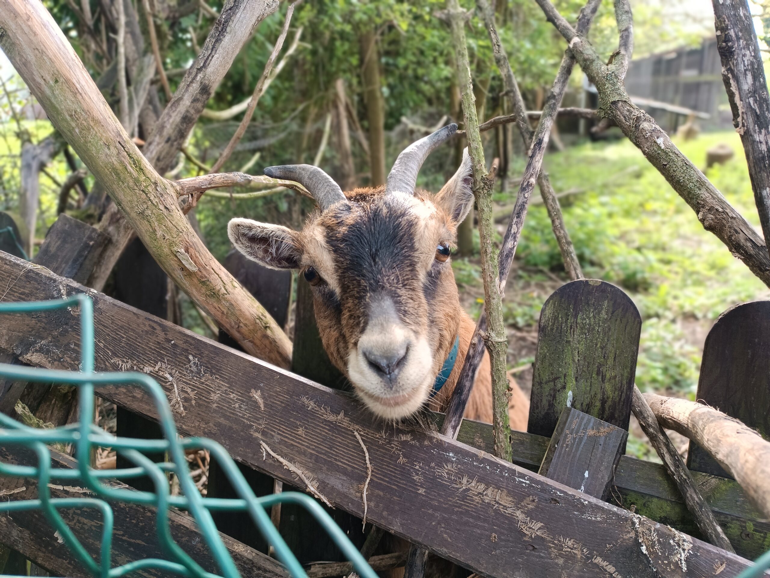 lebloemstraete animaux chevre