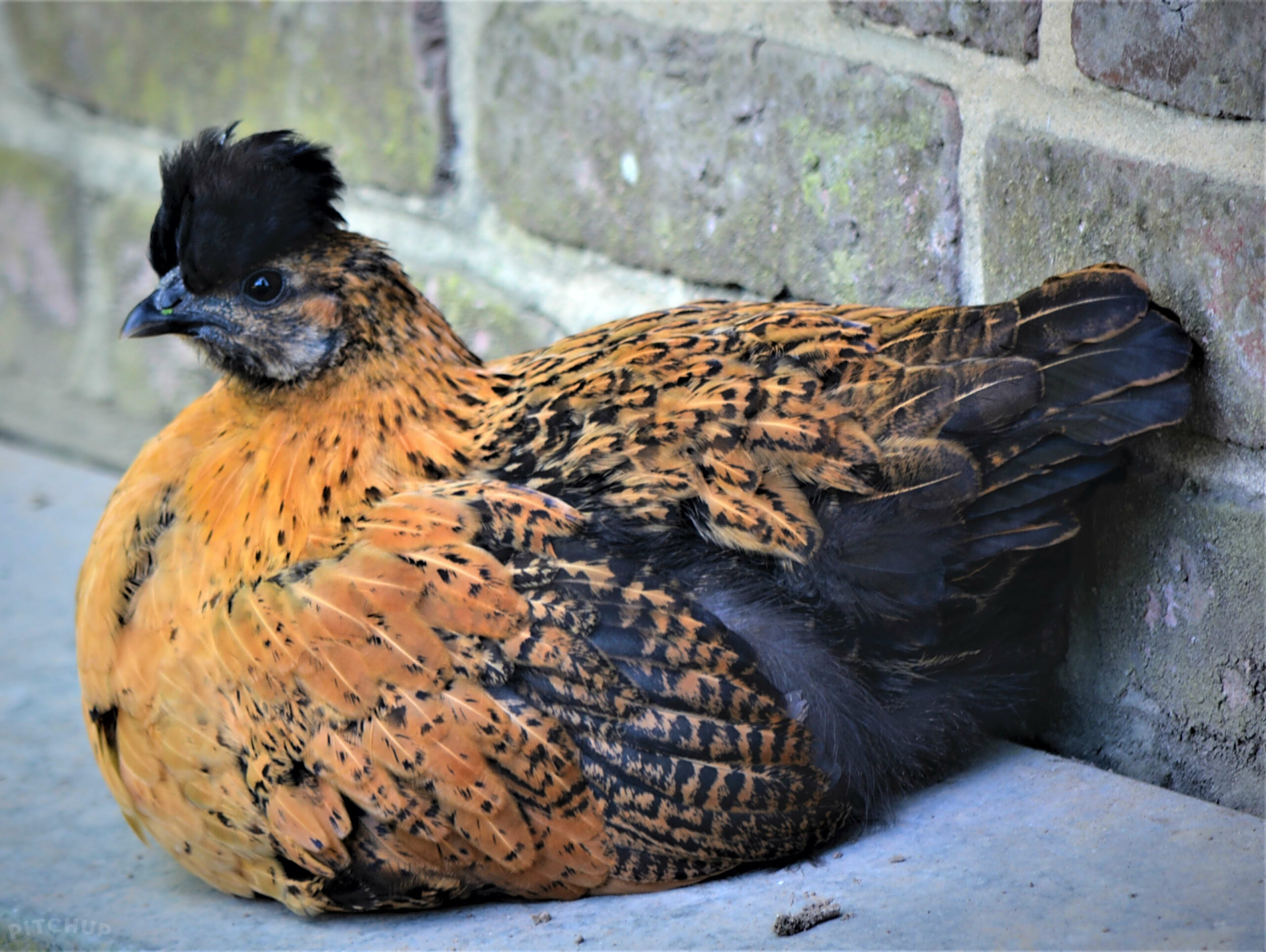 lebloemstraete animaux poule