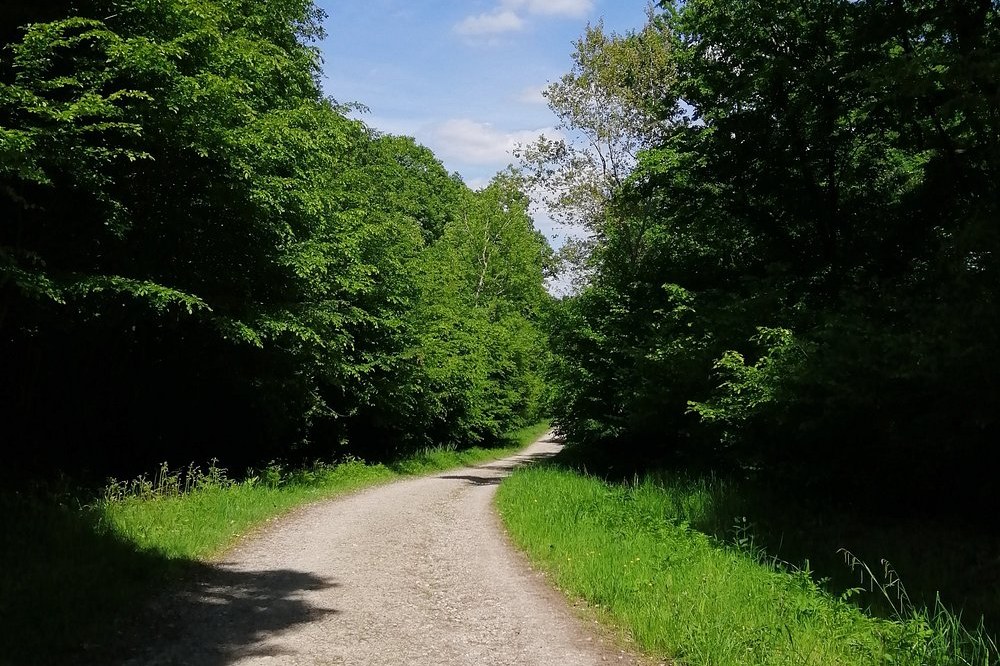 Chemin à travers la forêt sur notre itinéraire à vélo